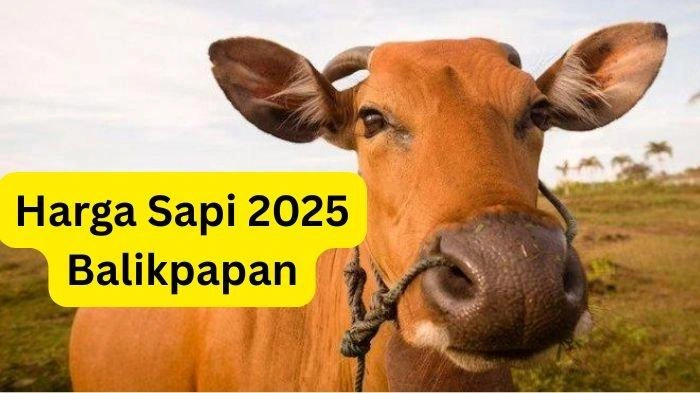 Harga Sapi Kurban 2025 di Balikpapan Naik: Cek Daftar Harga Berdasarkan Jenis & Beratnya