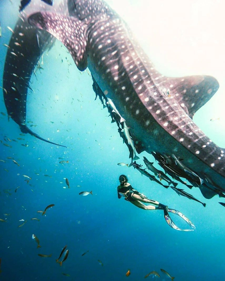 Sensasi Berenang Bersama Hiu Tutul di Perairan Talisayan Berau, Wisata Bahari yang Wajib Dicoba!
